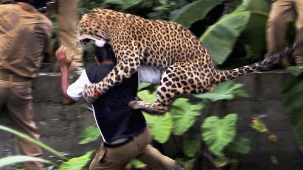 Rampage ... a leopard attacks a forest guard at Prakash Nagar village.