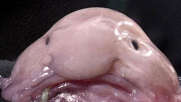 The blobfish specimen, affectionately known as Mr Blobby, in the collection of the Australian Museum.