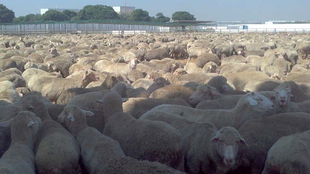Culled brutally &#8230; the Australian sheep in the Karachi feedlot.