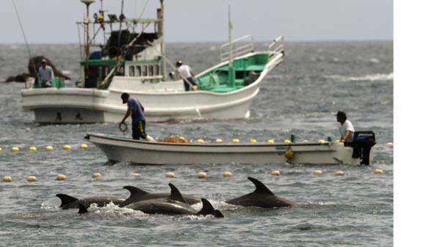 Fishermen drive bottle-nose dolphins into a net during the annual hunt in Japan.  <i>Picture: AP</i>