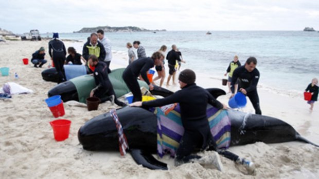 Rescuers assist beached long fin pilot whales at Hamelin Bay.