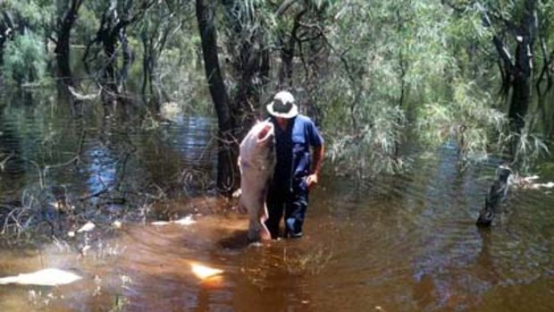 A dead Murray cod is taken from the Murray River at Robinvale.