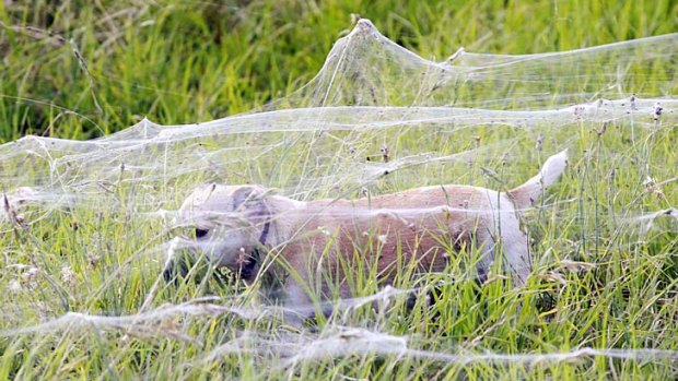 A dog walks through webs in Wagga Wagga.