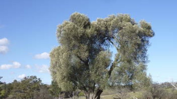 Cooma Cottage's giant olive tree.