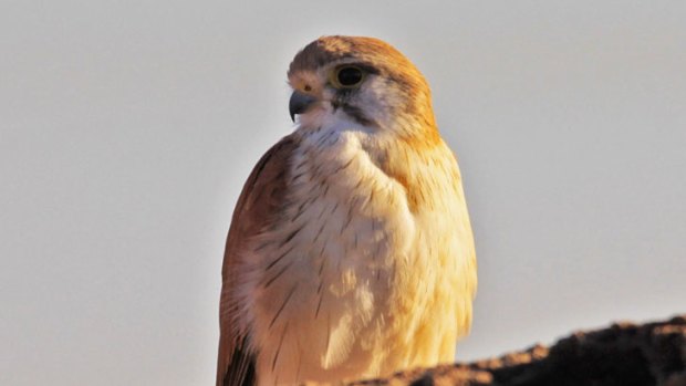 It might look cute, but the kestrel is a ruthless killer of small animals.