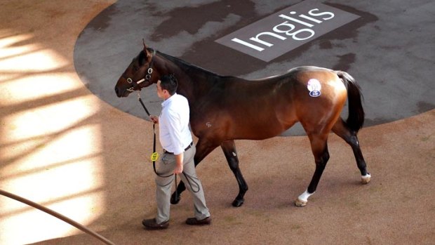 Jimmy, half-brother to Black Caviar.