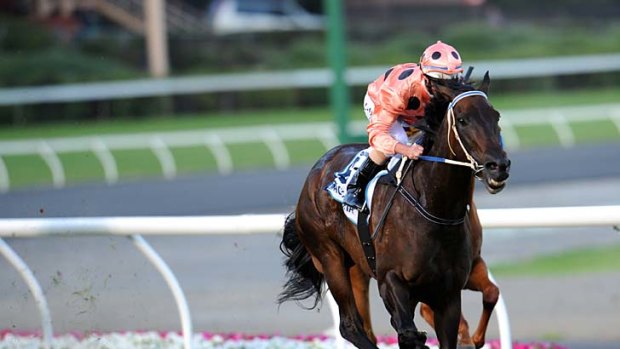 Black Caviar, with Luke Nolen aboard, races to her 17th straight win in the Australia Stakes at Moonee Valley, 27th January.