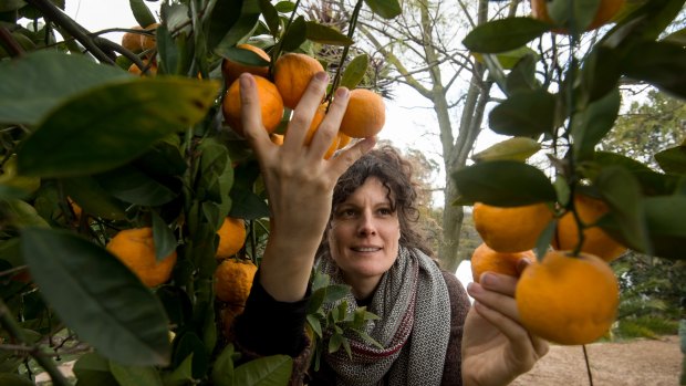 Nikki Valentini picks fruit at Hallstead Farm, near Castlemaine.