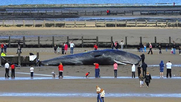 Crowds gather around the dead whale.