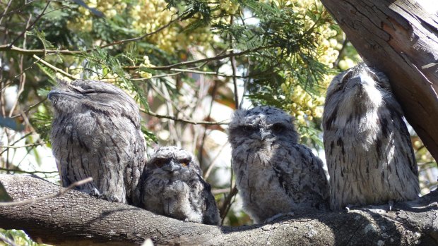Tawny Frogmouth family (two adults bookending two chicks) on Mt Ainslie. 