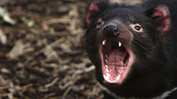 Labor has approved another mine in the Tarkine with special conditions to protect Tasmanian devils.