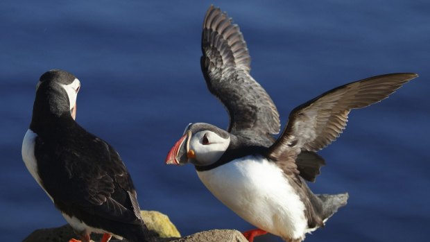 Puffins, Iceland.