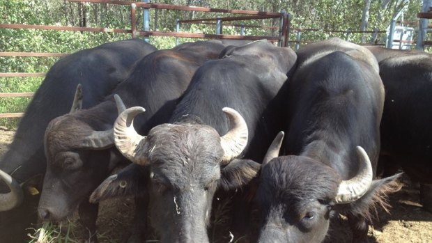 Some of the water buffalo that will be auctioned by Somerset Regional Council on Friday.