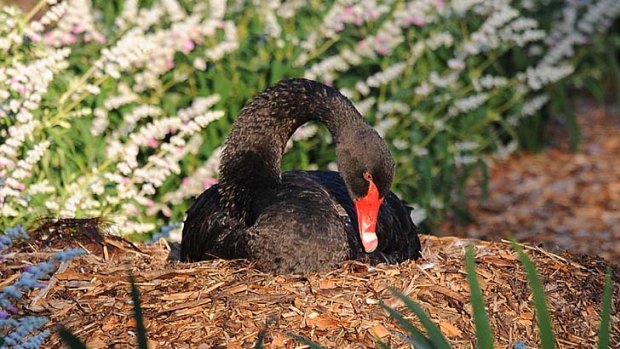 The male black swan on the nest last week.