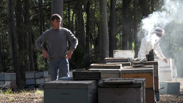 Sprayed &#8230; police are investigating the poisoning of south coast bee hives.