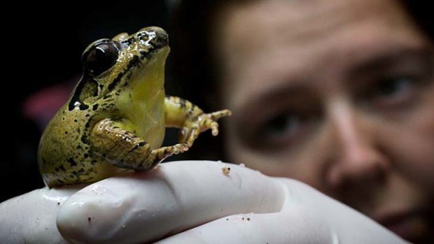 Amphibian keeper Raelene Hobbs holds one of the stuttering frogs at Melbourne Zoo.