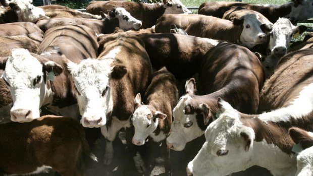 'Rather than let them starve to death over two or three months, I’m going to shoot them quickly,' says WA cattle farmer.