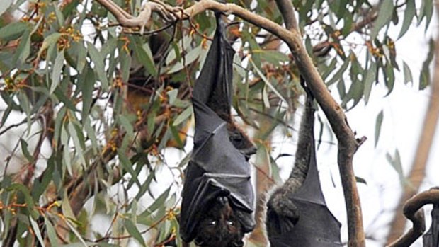 A vet says dogs and cat owners should keep their pets away from flying foxes, but authorities are playing down the fears.