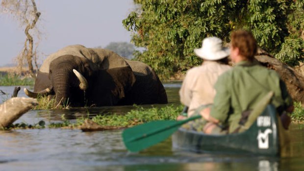 Big dip: elephants share the river with passing paddlers.