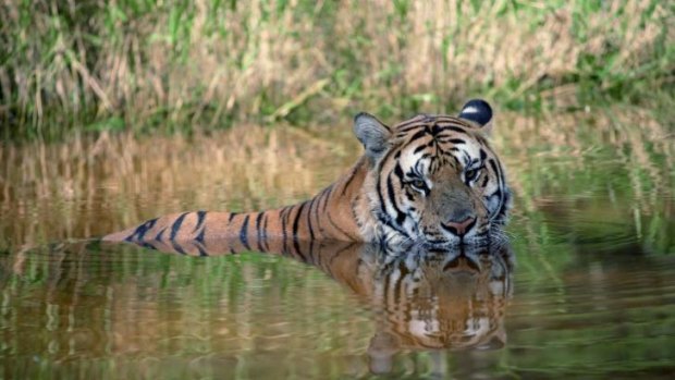 A man-eating tiger has claimed its 10th victim.