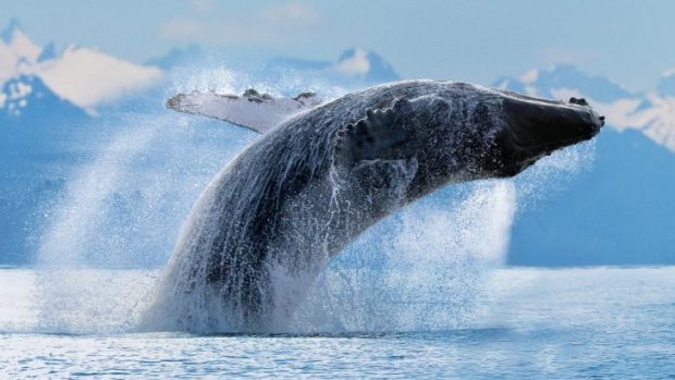 A whale breaching in Alaska.
