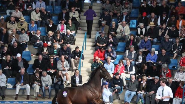 On her toes ... the yearling half-sister to Black Caviar set William Inglis's Newmarket sale ring alight yesterday as she fetched a record-equalling $2.6 million for a filly.