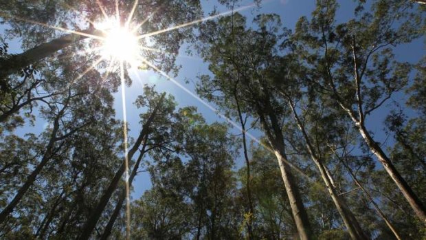 Hot times to mean bad news: A predicted rise in temperatures would see woodland become grassland.
