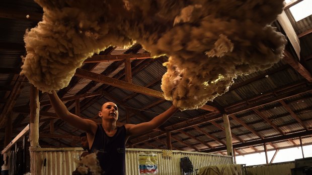 Izak Drew, 16, a graduate of the Merriman Shearing School, turns a fleece into a cloud.