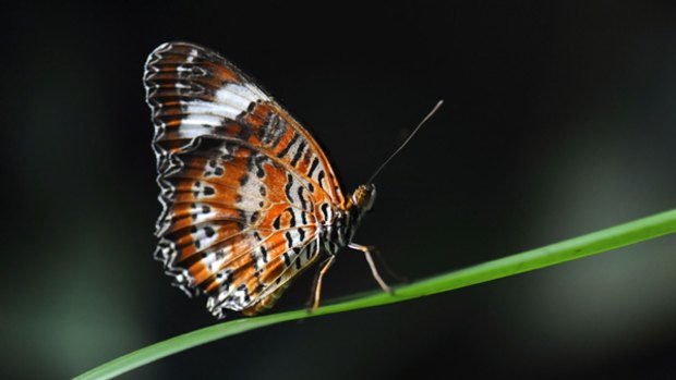 Butterflies are emerging up to 10 days earlier in spring than they did 65 years ago.