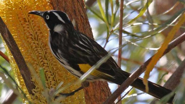 A new holland honeyeater enjoys some banksia nectar.