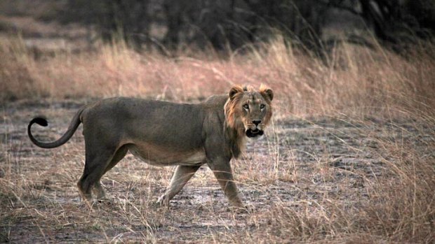A male lion in Pendjari National Park, Benin.