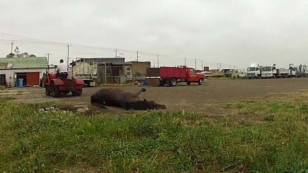 Footage of a horse being dragged at Laverton Knackery.