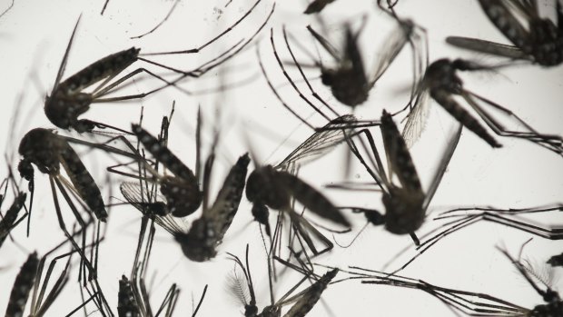 Mosquitoes can transmit the Zika virus.