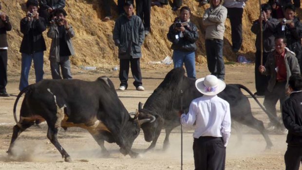 Man versus beast ... not in Laos, it's all bull.