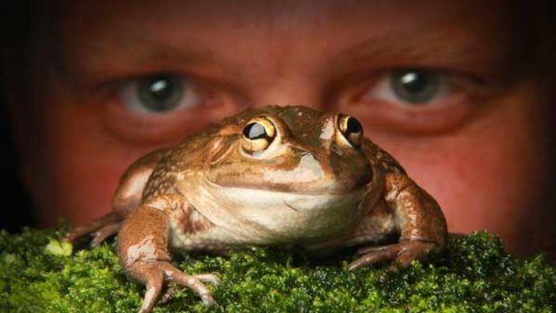 Animal keeper Colin Silvey with a banjo frog at Melbourne Museum's frog exhibit.