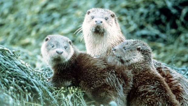 Whole otter love: Jeanne Wayre's charity has been credited with saving the otter from extinction in much of England.