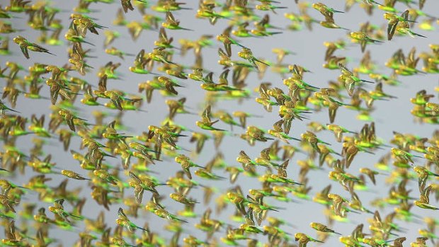 A murmuration of budgies. Why don't they fly into each other?