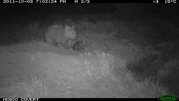 The hairy-nosed wombat joey takes some its first steps.