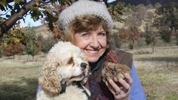 Canberra truffle grower  Sherry McArdle-English with truffle-hunting dog Snuffle and a 444g truffle they found on May 10 - a good start.