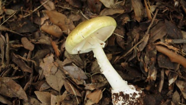 Death Cap Mushroom ... ‘He’s super into fresh food, and that’s part of the problem here.'