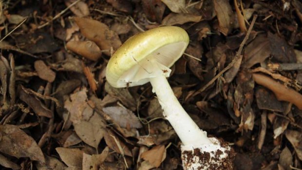 Death cap mushroom. ... two people have died.