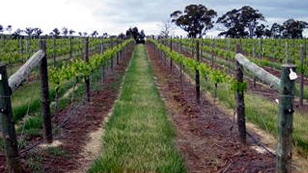 The Tatiarra vineyards that sit on rare Cambrian soil.