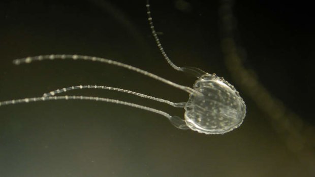 Irukandji jellyfish are tiny and extremely venemous.