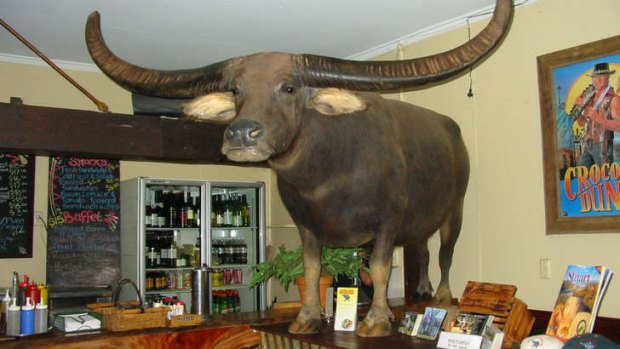 Mick 'Crocodile' Dundee's Charlie the Buffalo at the Adelaide River Hotel.