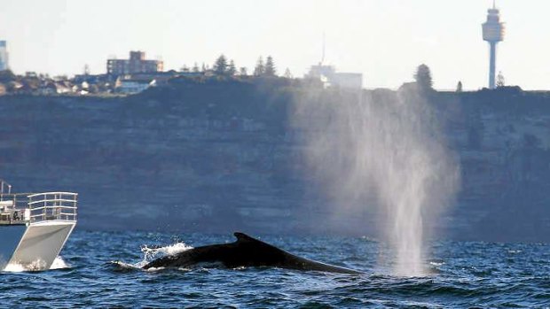 A juvenile humpback whale puts on a show.