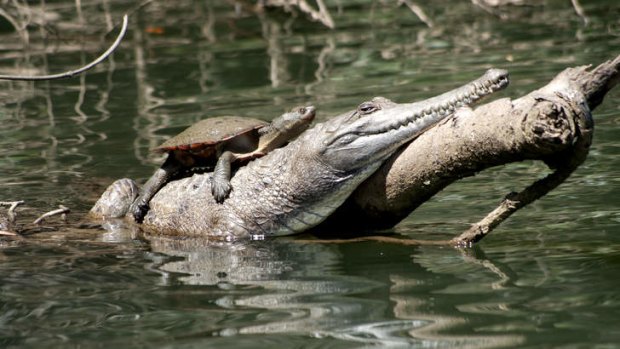 A turtle hitches a ride on the back of a freshwater crocodile on the Barron River at Kuranda, near Cairns.