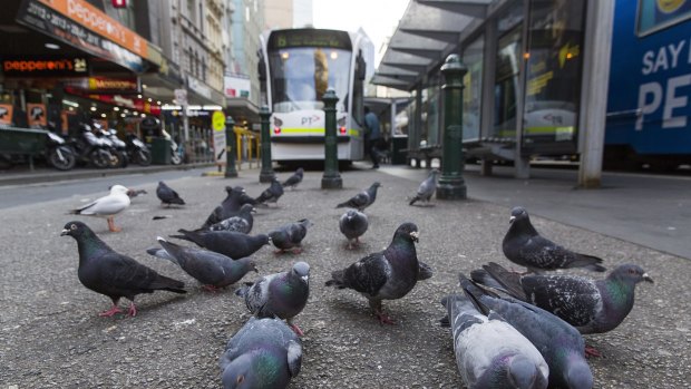 Pigeons in Elizabeth Street. 