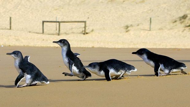 Snappy feet: Little penguins may not look like speed machines on land, but they have made a fine art of being fast and furious when feeding at sea.