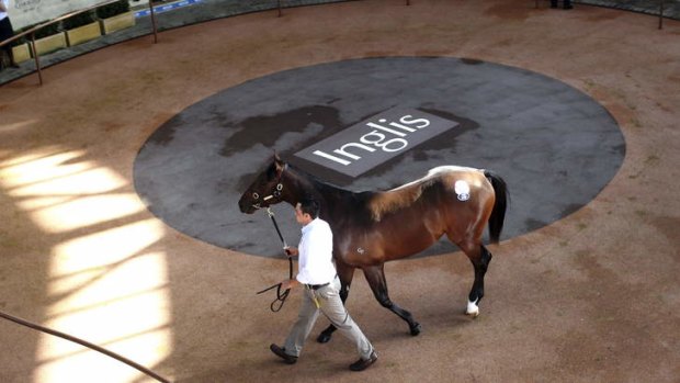 The scene at Tuesday's Easter Yearling Sales at which Black Caviar's half-brother, pictured, fetched a record $5 million.
