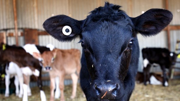 Murray Goulburn is suffering as its suppliers flee to other milk processors.
